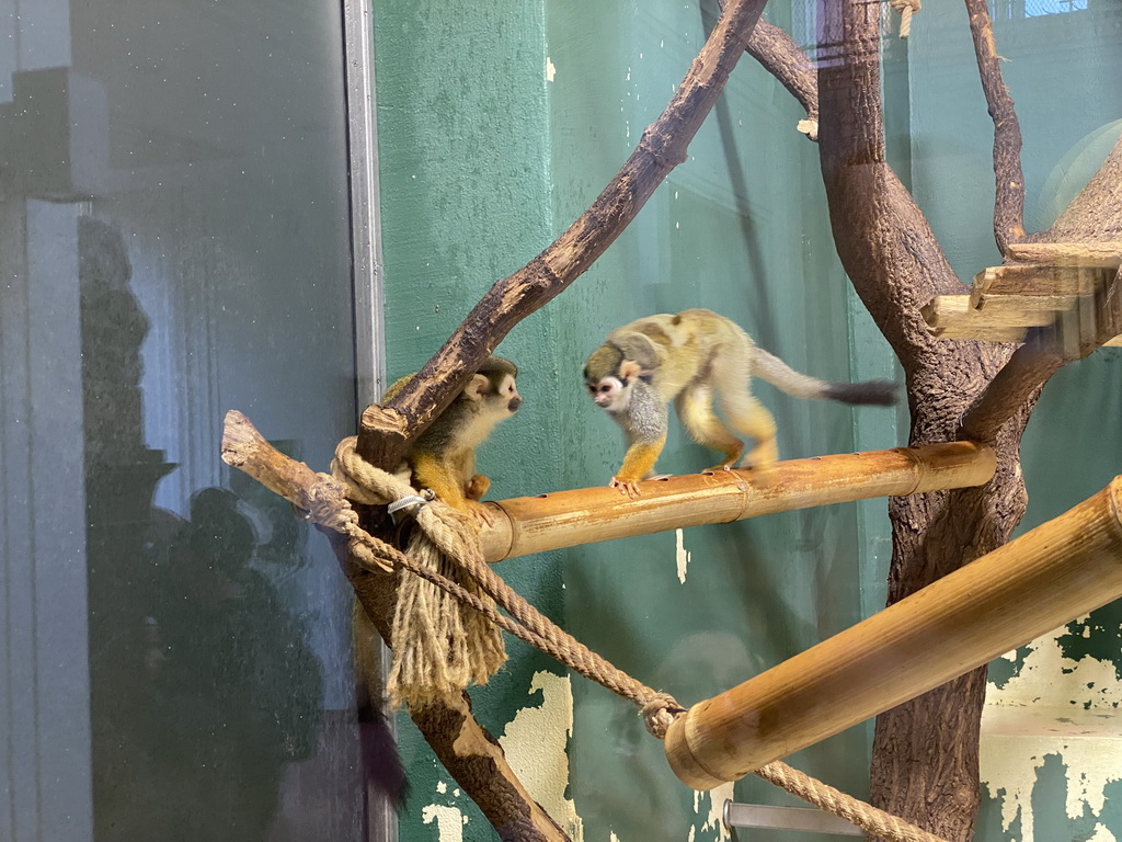 Squirrel Monkeys with young at the Monkey House at the Schönbrunn Zoo