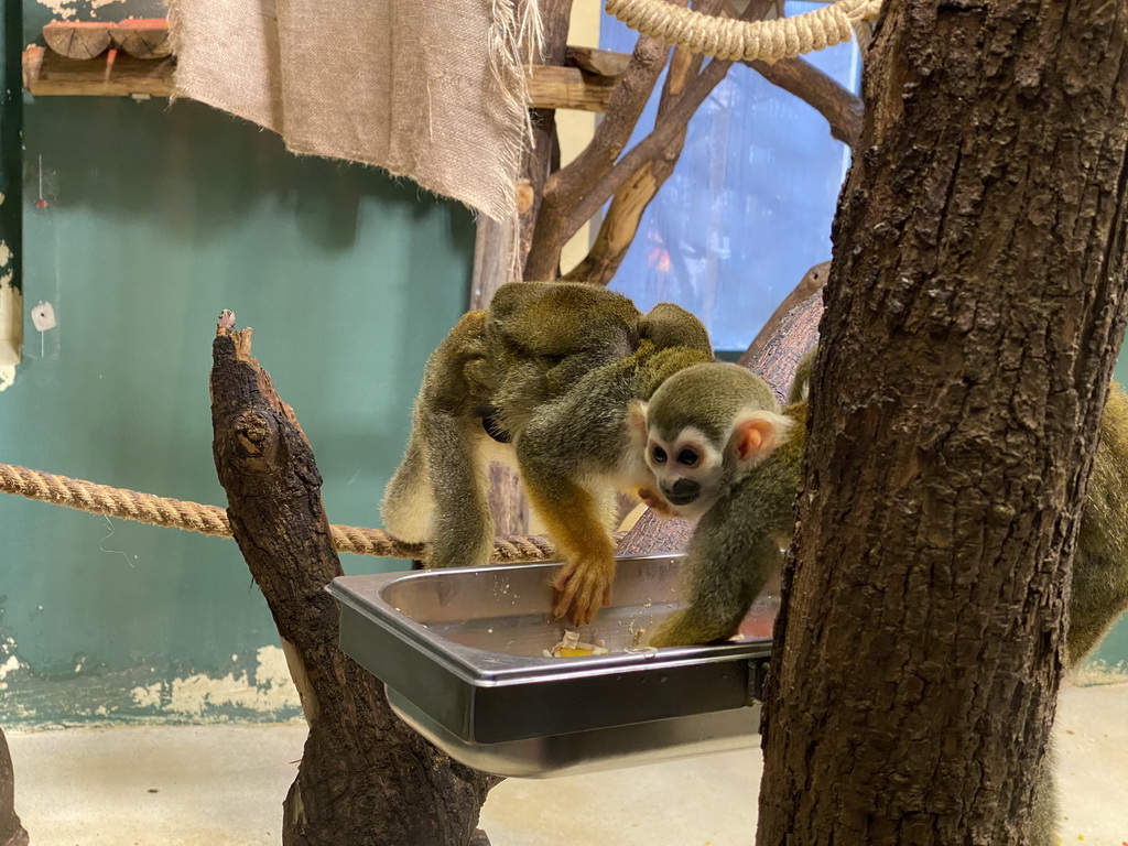 Squirrel Monkeys with young at the Monkey House at the Schönbrunn Zoo