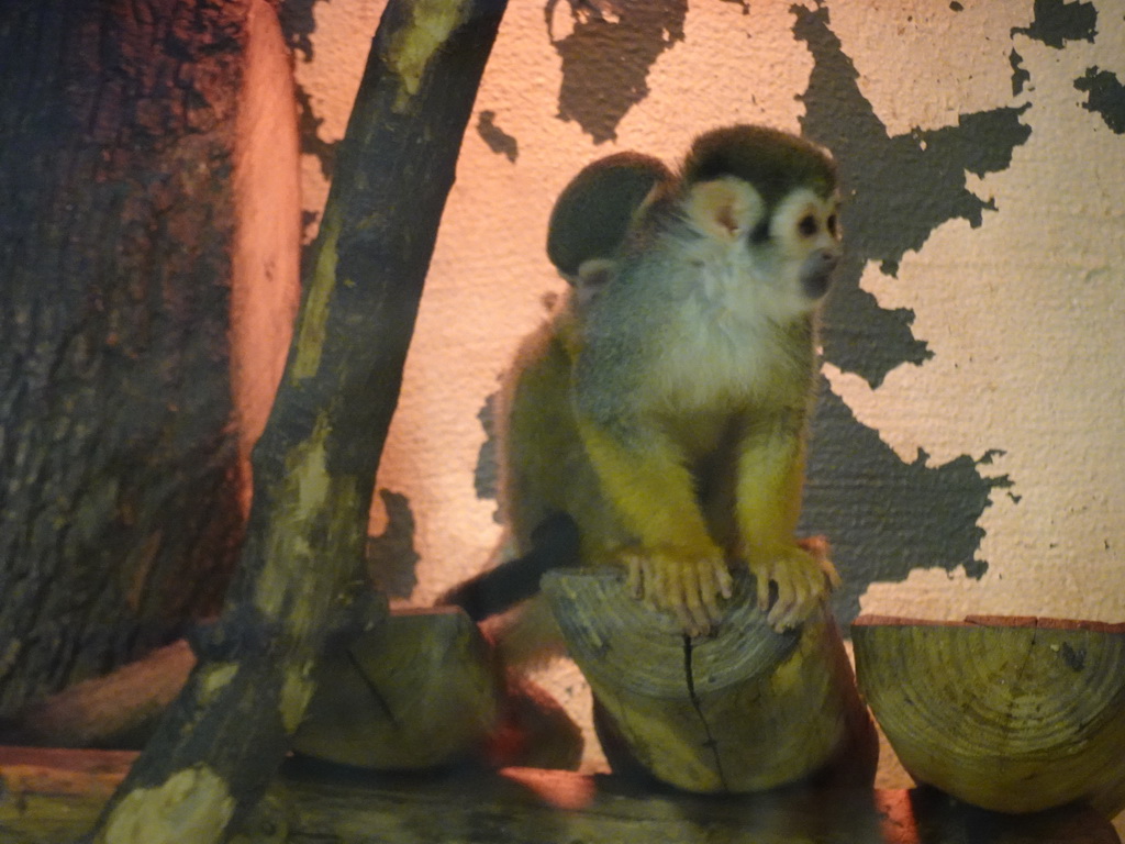 Squirrel Monkey with young at the Monkey House at the Schönbrunn Zoo