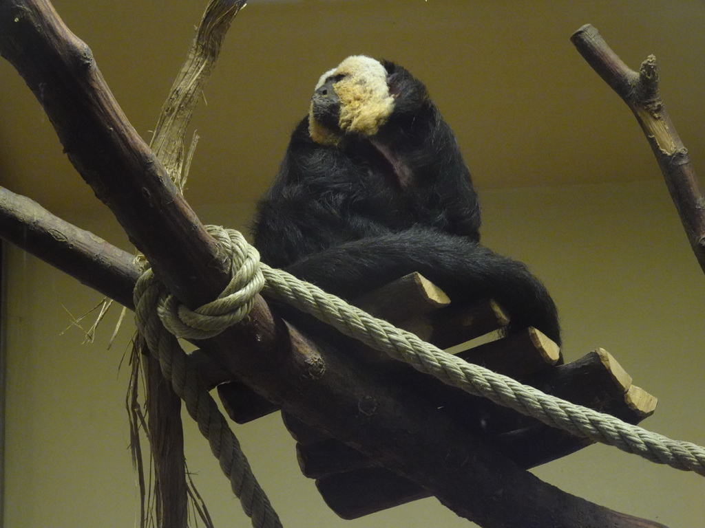 White-faced Saki at the Monkey House at the Schönbrunn Zoo