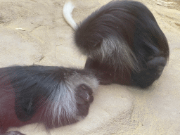 Western Black-and-white Colobuses at the Monkey House at the Schönbrunn Zoo