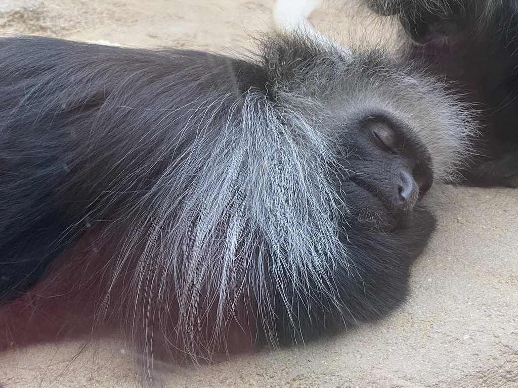 Sleeping Western Black-and-white Colobus at the Monkey House at the Schönbrunn Zoo