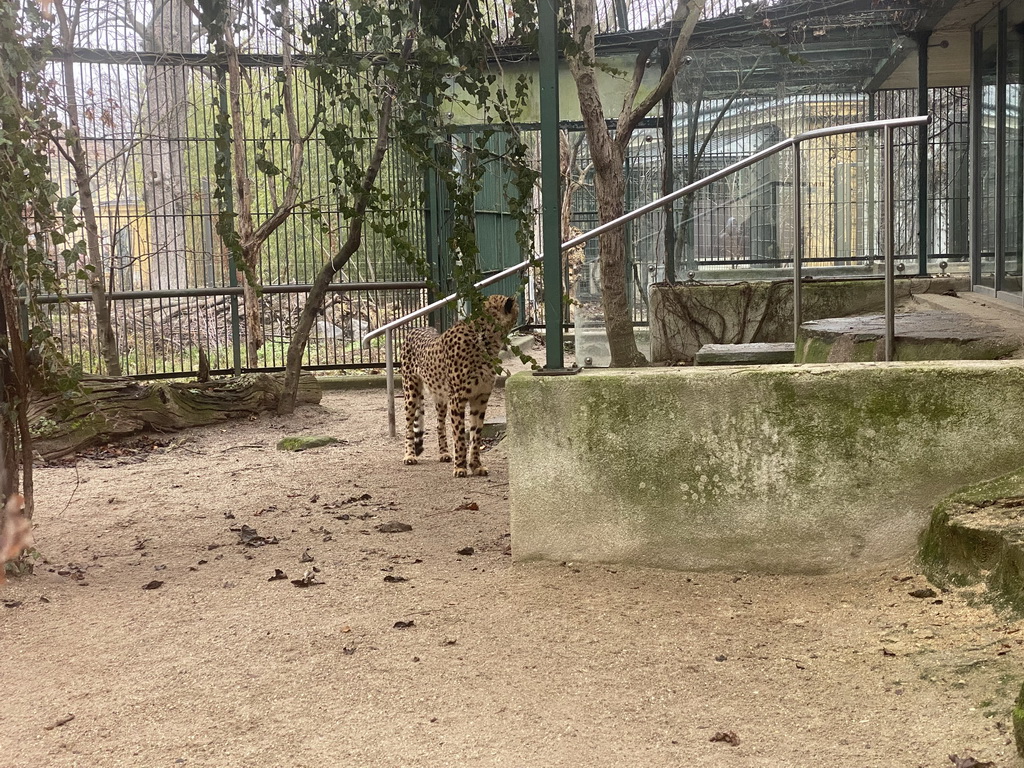 Cheetah at the Schönbrunn Zoo