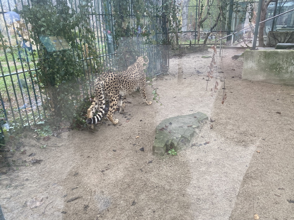 Cheetah at the Schönbrunn Zoo