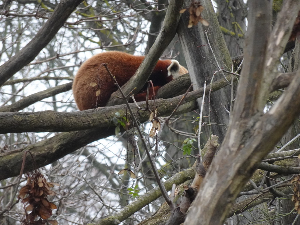 Red Panda at the Schönbrunn Zoo