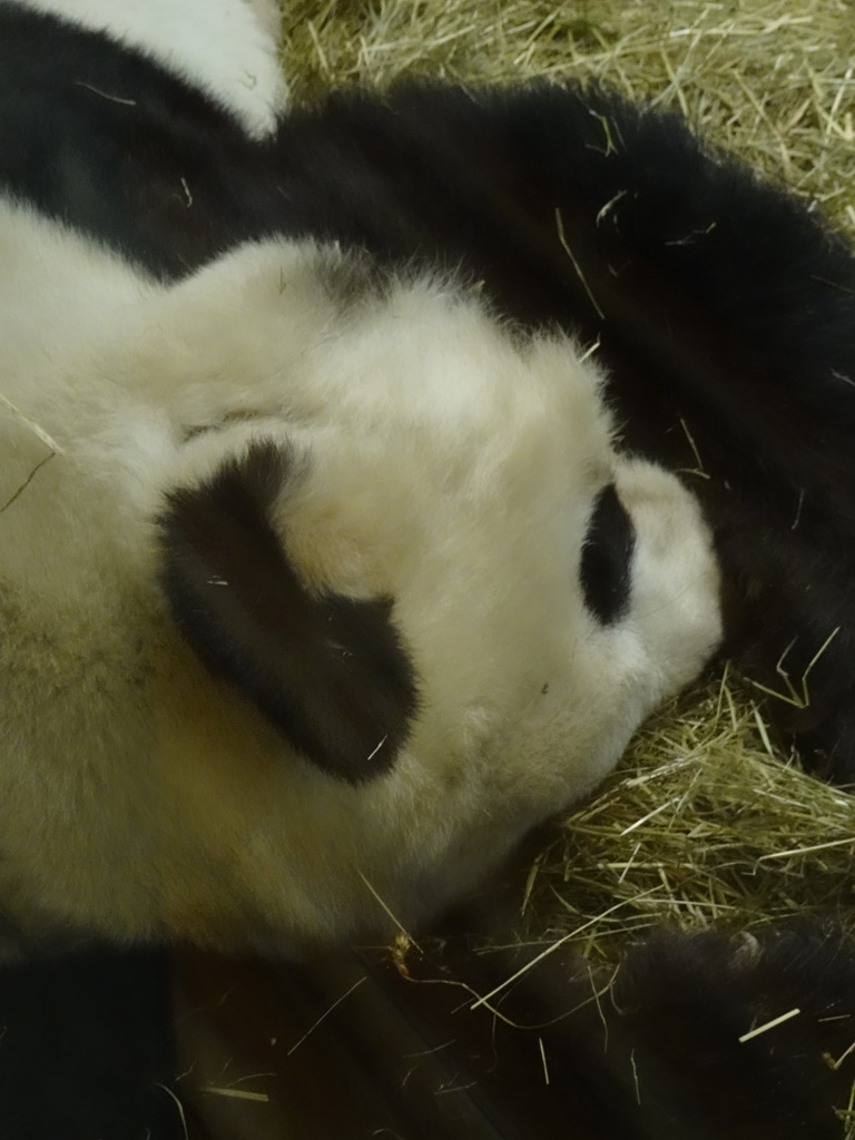 Sleeping Giant Panda at the Panda House at the Schönbrunn Zoo