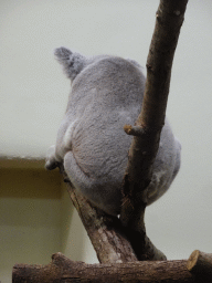 Queensland Koala at the Koala House at the Schönbrunn Zoo