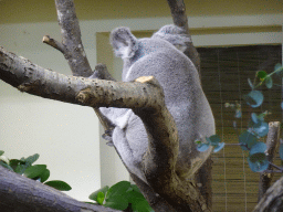 Queensland Koala at the Koala House at the Schönbrunn Zoo