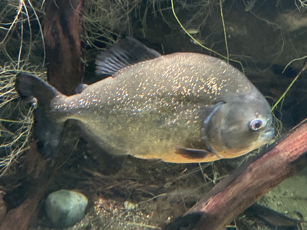 Piranha at the Aquarium at the Aquarium-Terrarium House at the Schönbrunn Zoo