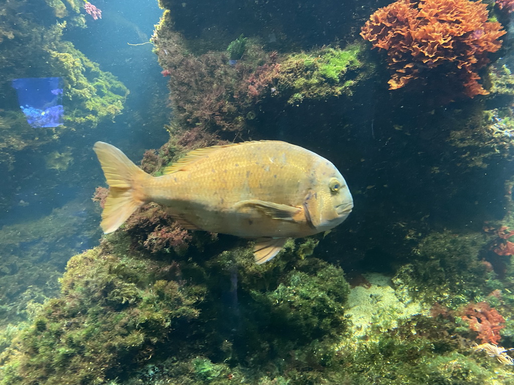 Fish at the Aquarium at the Aquarium-Terrarium House at the Schönbrunn Zoo