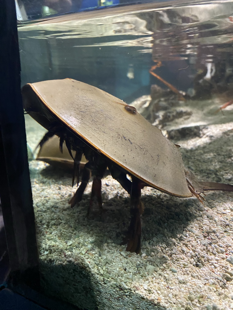 Horseshoe Crabs at the Aquarium at the Aquarium-Terrarium House at the Schönbrunn Zoo