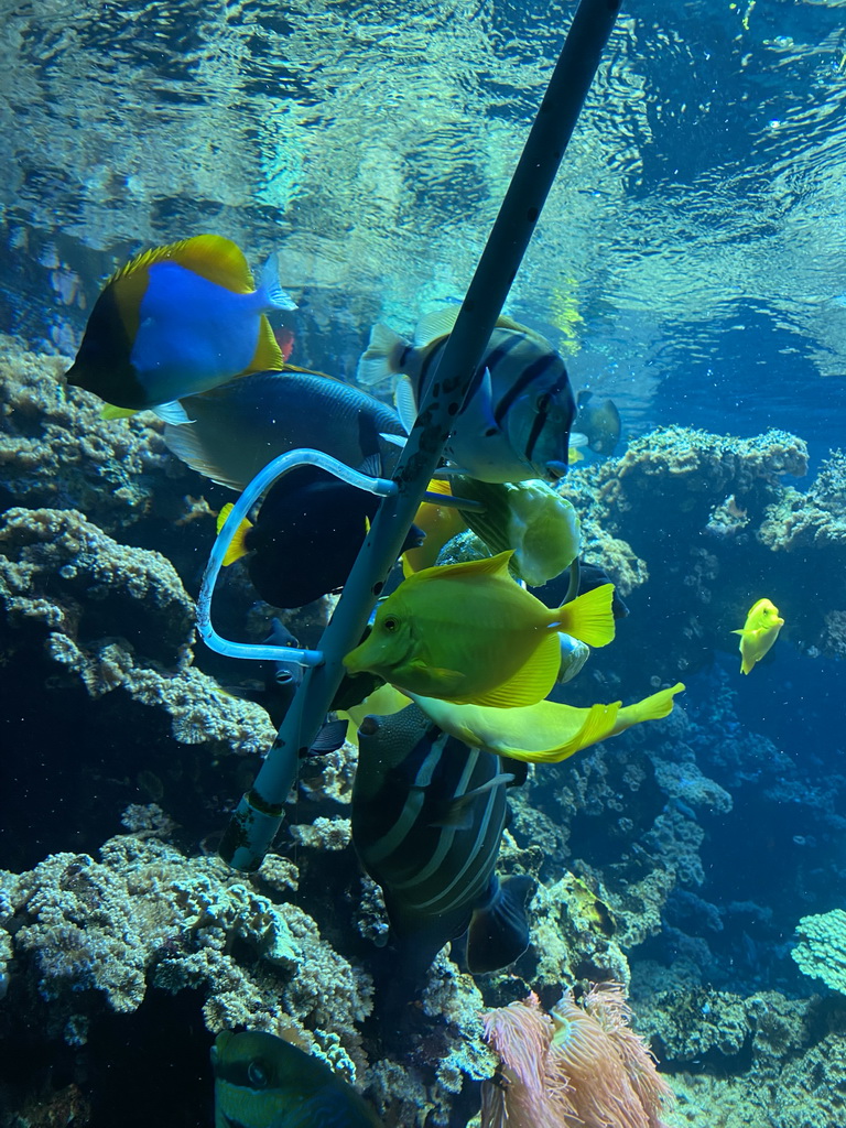 Fishes and coral at the Aquarium at the Aquarium-Terrarium House at the Schönbrunn Zoo