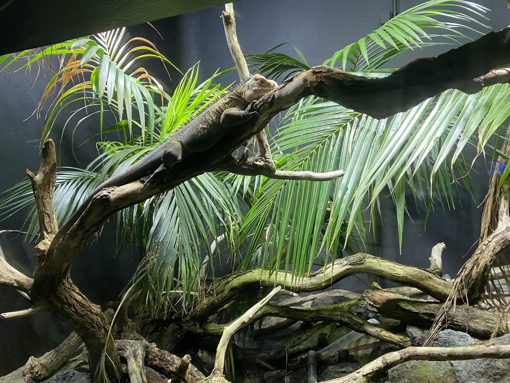 Lizard at the Terrarium at the Aquarium-Terrarium House at the Schönbrunn Zoo