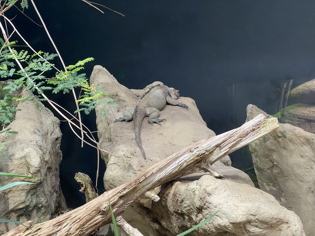 Rhinoceros Iguana at the Terrarium at the Aquarium-Terrarium House at the Schönbrunn Zoo