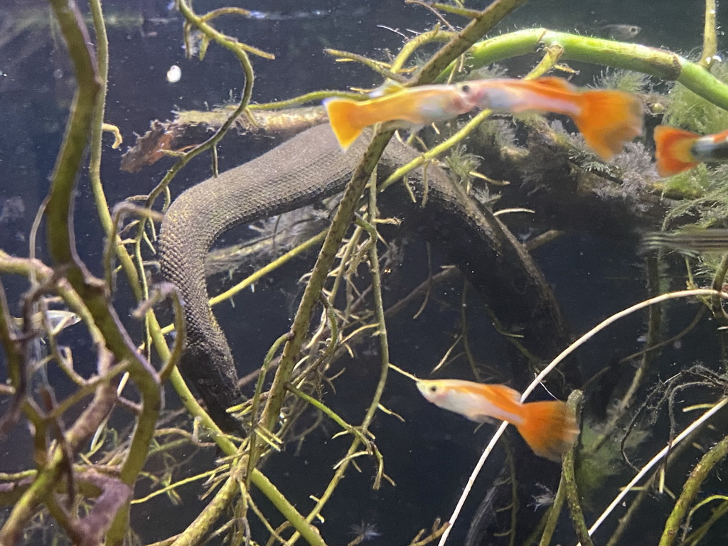 Tentacled Snake and fishes at the Krokopavillon at the Aquarium-Terrarium House at the Schönbrunn Zoo