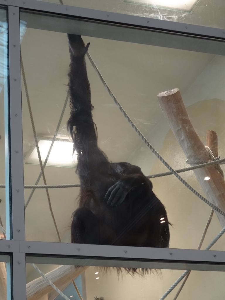 Orangutan at the ORANG.erie building at the Schönbrunn Zoo