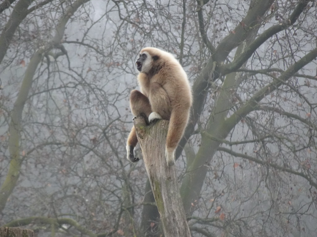 White-Handed Gibbon at the Schönbrunn Zoo