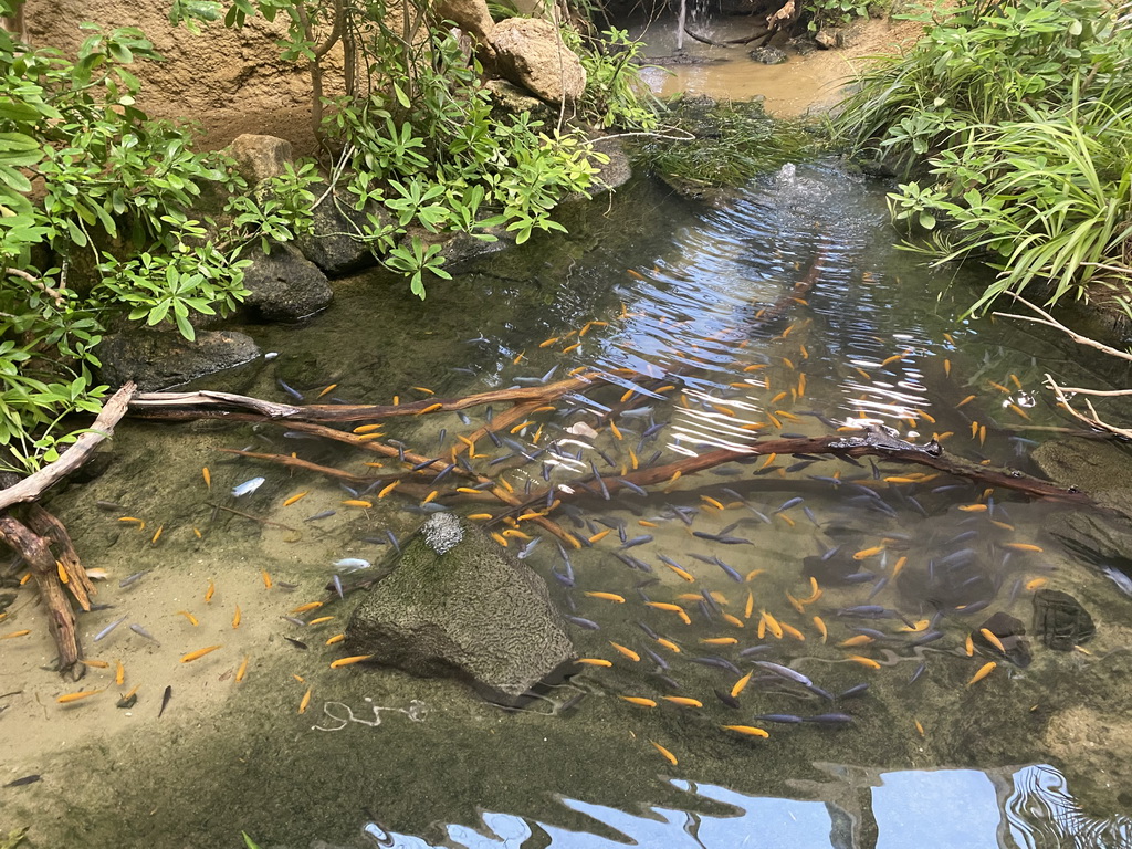 Fishes at the Aviary at the Schönbrunn Zoo