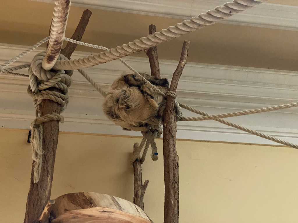 Linnaeus`s Two-toed Sloth at the Aviary at the Schönbrunn Zoo