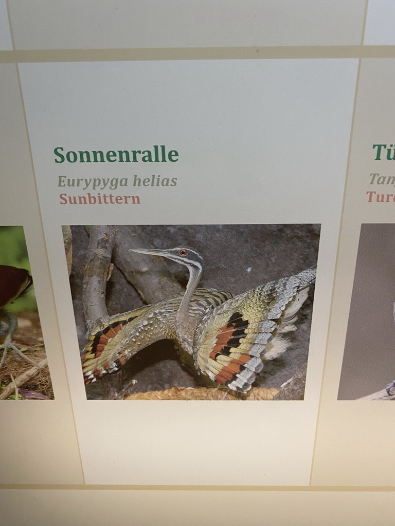 Explanation on the Sunbittern at the Aviary at the Schönbrunn Zoo