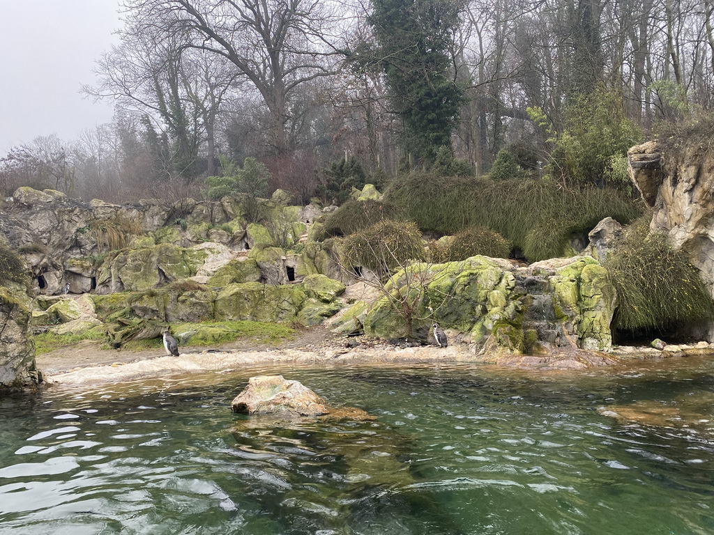 Humboldt Penguins at the Schönbrunn Zoo