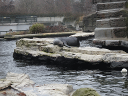 South American Sea Lion at the Schönbrunn Zoo