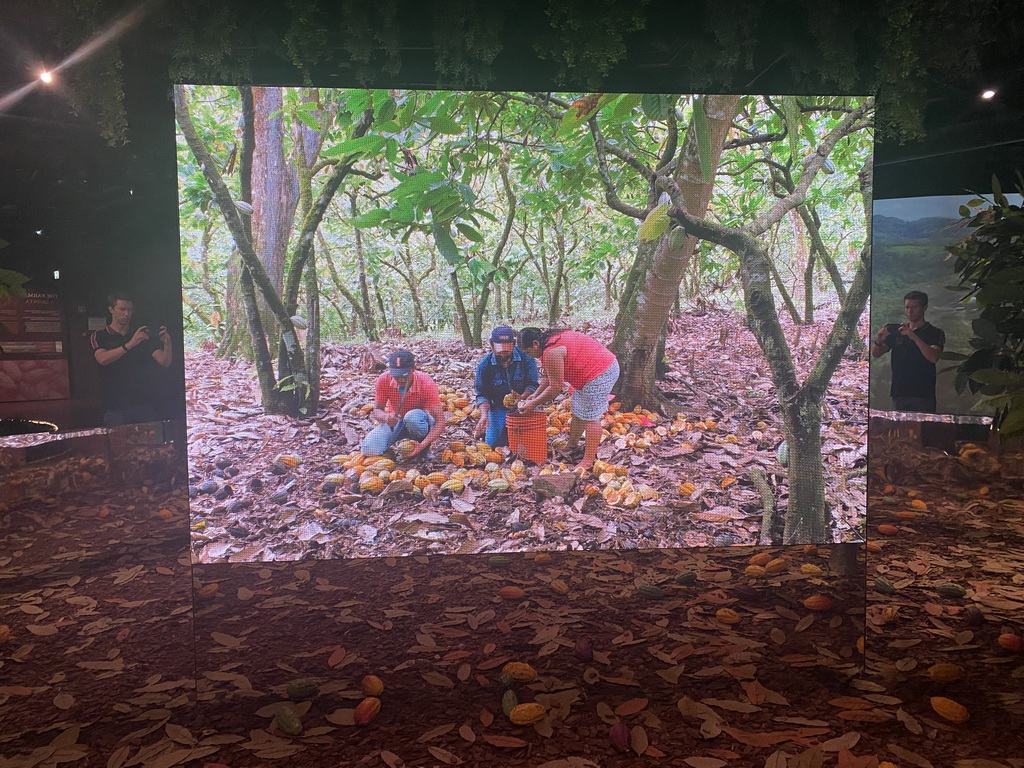 TV screen with a movie on cacao fruits at the Chocolate Story museum at the WOW Cultural District