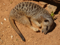 Meerkat at the Zoo Santo Inácio