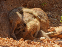 Meerkats at the Zoo Santo Inácio