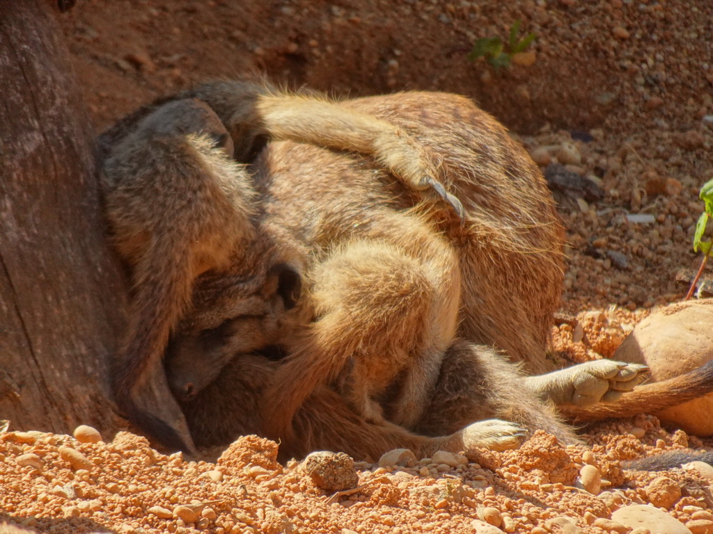 Meerkats at the Zoo Santo Inácio