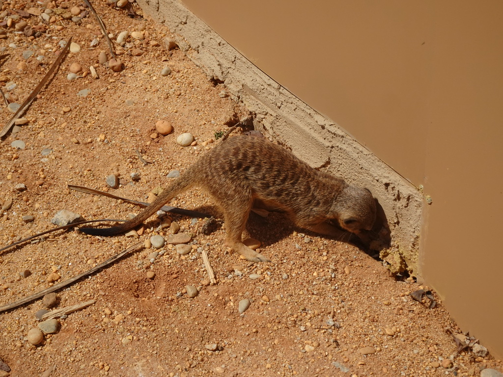 Young Meerkat at the Zoo Santo Inácio