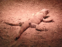 Monitor Lizard at the Reptile House at the Zoo Santo Inácio