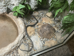 Beauty Snake at the Reptile House at the Zoo Santo Inácio