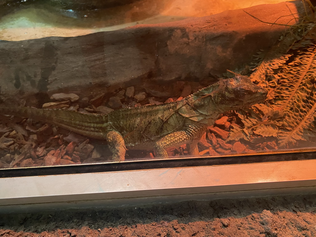 Weber`s Sailfin Lizard at the Reptile House at the Zoo Santo Inácio