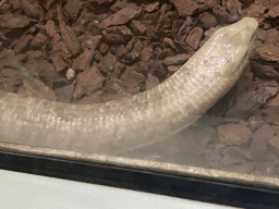 Glass Lizard at the Reptile House at the Zoo Santo Inácio