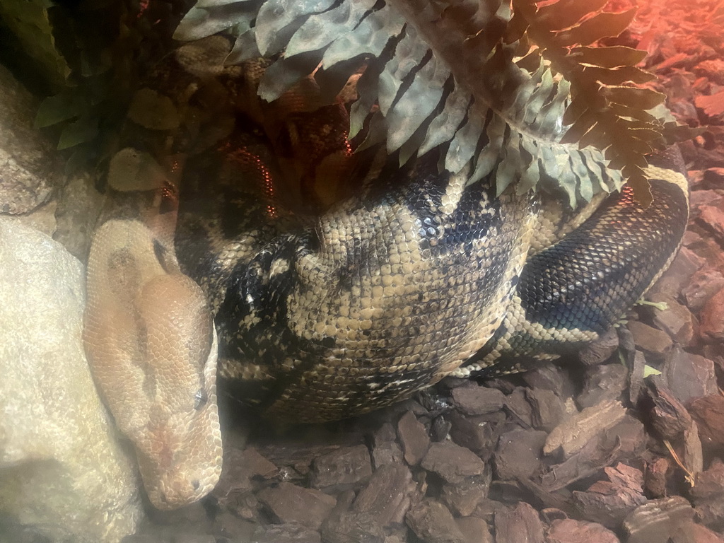 Boa Constrictor at the Reptile House at the Zoo Santo Inácio