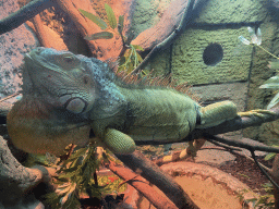 Green Iguana at the Reptile House at the Zoo Santo Inácio