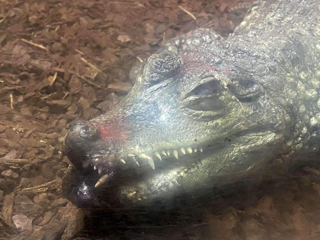 Head of a Spectacled Caimain at the Reptile House at the Zoo Santo Inácio