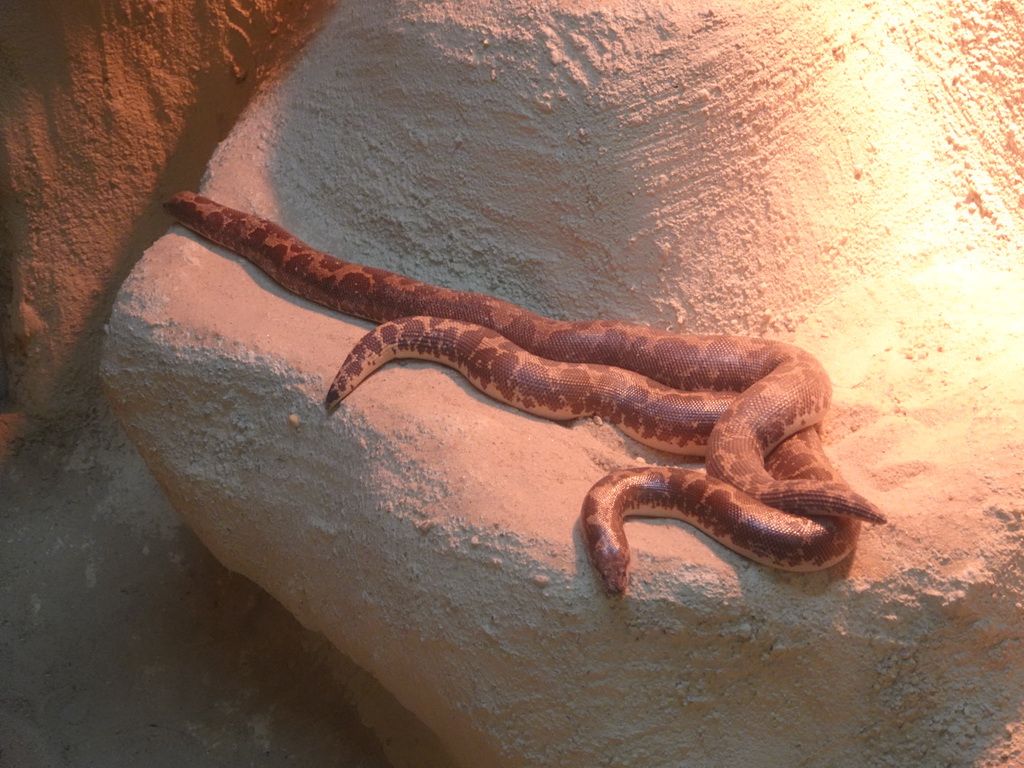 Indian Sand Boas at the Reptile House at the Zoo Santo Inácio