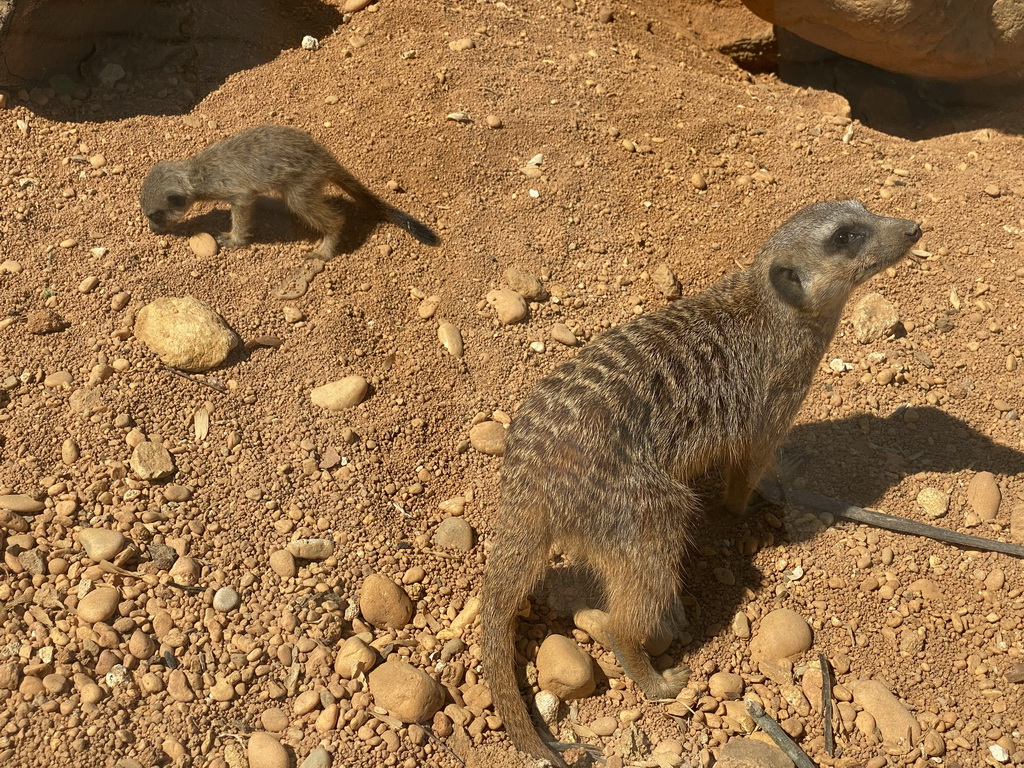 Meerkats at the Zoo Santo Inácio