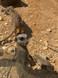 Meerkats at the Zoo Santo Inácio