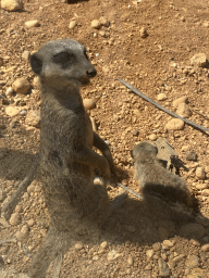 Meerkats at the Zoo Santo Inácio