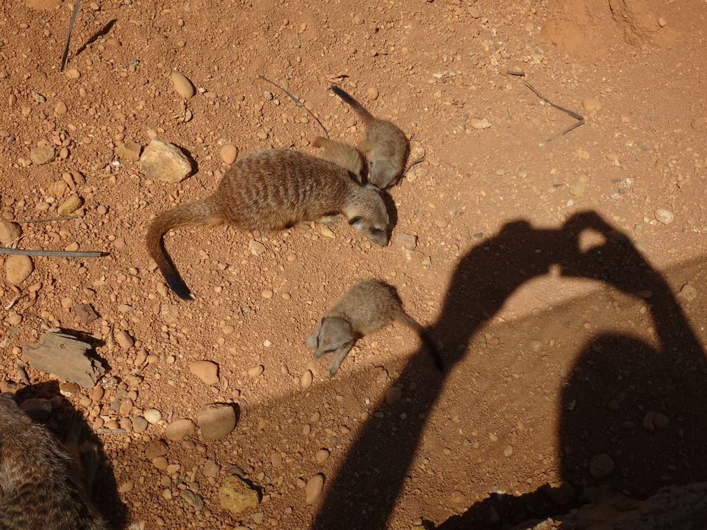 Meerkats at the Zoo Santo Inácio