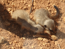 Young Meerkats at the Zoo Santo Inácio