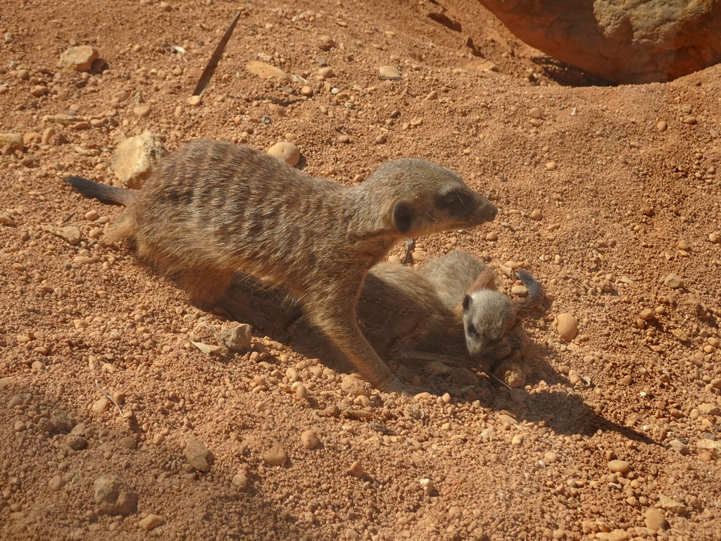 Meerkats at the Zoo Santo Inácio