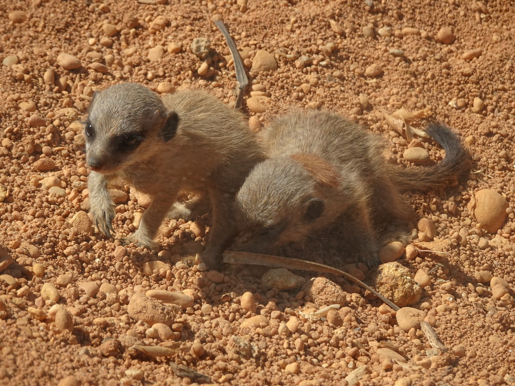 Young Meerkats at the Zoo Santo Inácio