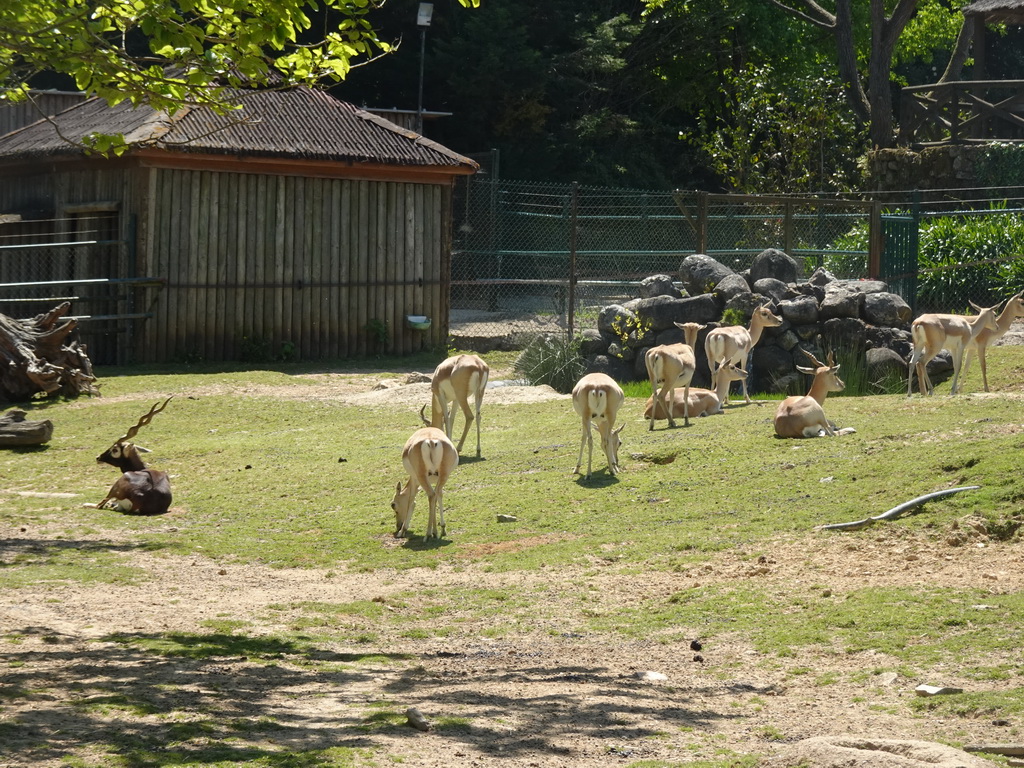 Antelopes at the Zoo Santo Inácio