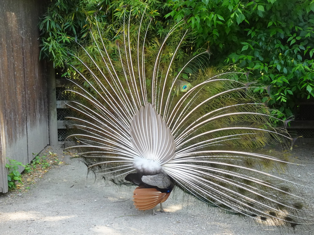 Peacock at the petting zoo at the Zoo Santo Inácio