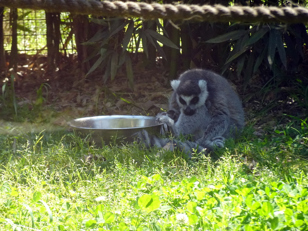 Ring-tailed Lemur at the Zoo Santo Inácio