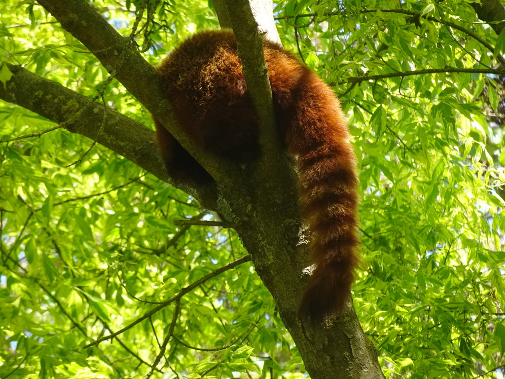 Red Panda at the Zoo Santo Inácio